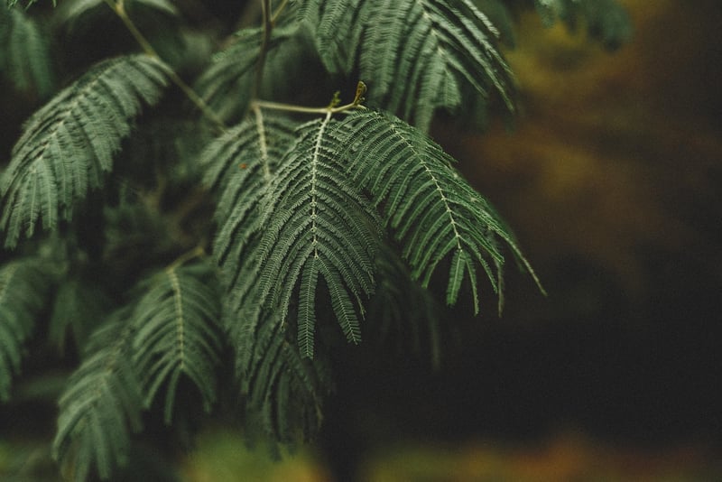 Greenery Accents