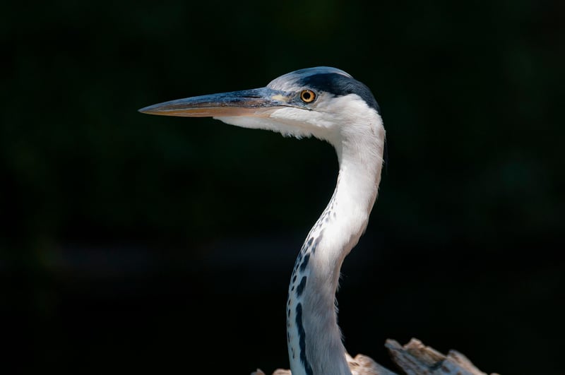 Wildlife Portraits