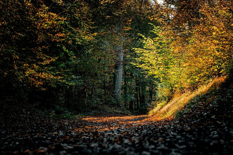 Autumn Forest Colors