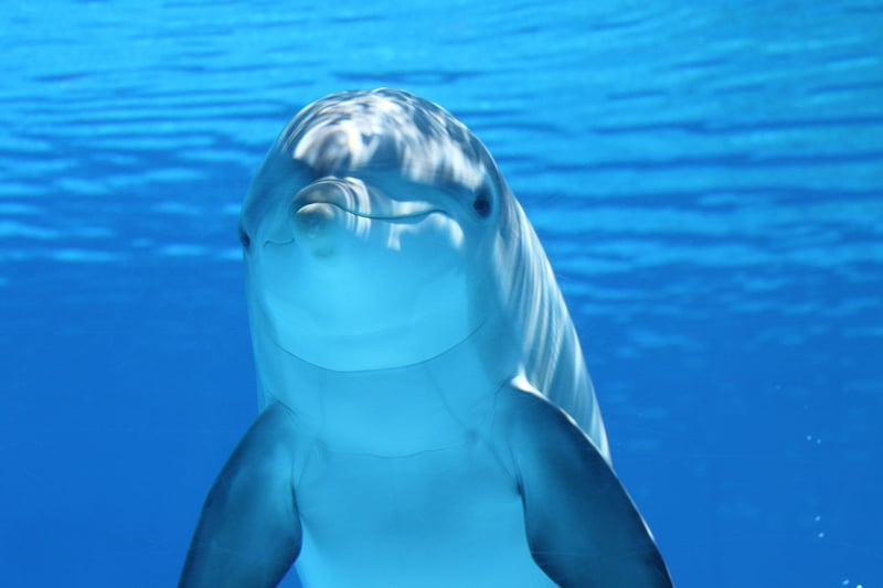 Graceful Dolphin