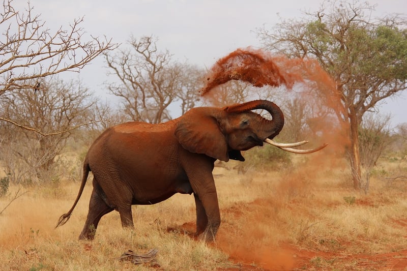 Enigmatic Elephant
