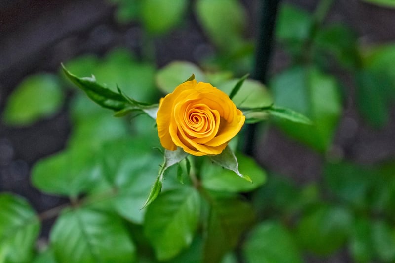 Floral Artwork