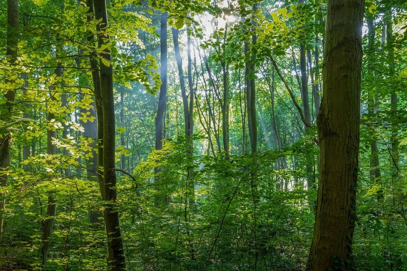 Tall Trees in Forest