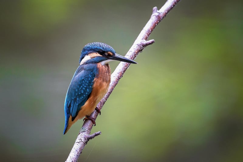 Vibrant Bird