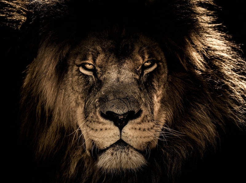 Majestic Lion