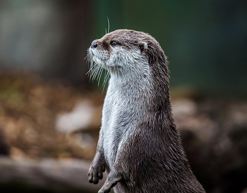 Playful Sea Otter